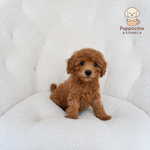 Cargar imagen en el visor de la galería, Serenity Female Mini Poodle