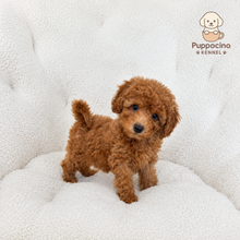Cargar imagen en el visor de la galería, Serenity Female Mini Poodle