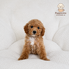 Cargar imagen en el visor de la galería, Maila Female Toy Maltipoo