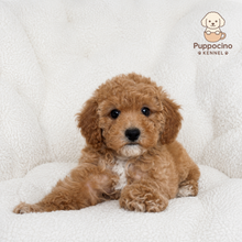 Cargar imagen en el visor de la galería, Maila Female Toy Maltipoo