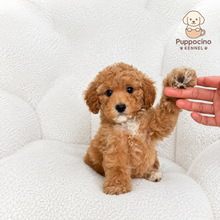 Cargar imagen en el visor de la galería, Maila Female Toy Maltipoo