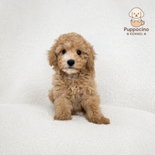 Load image into Gallery viewer, Maki Male Toy Maltipoo