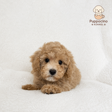 Load image into Gallery viewer, Maki Male Toy Maltipoo