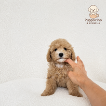 Load image into Gallery viewer, Maki Male Toy Maltipoo