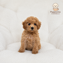Load image into Gallery viewer, Mallow Female Toy Maltipoo