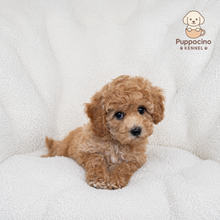 Load image into Gallery viewer, Mallow Female Toy Maltipoo