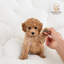 Load image into Gallery viewer, Mallow Female Toy Maltipoo