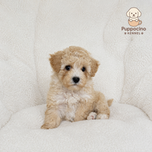 Cargar imagen en el visor de la galería, Maui Female Toy Maltipoo