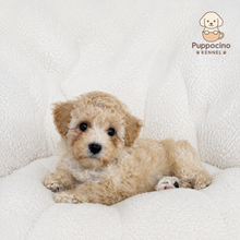 Cargar imagen en el visor de la galería, Maui Female Toy Maltipoo