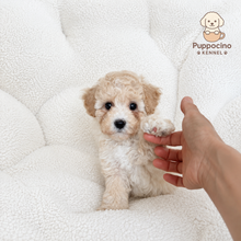 Cargar imagen en el visor de la galería, Maui Female Toy Maltipoo