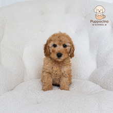 Charger l'image dans la galerie, Max Male Toy/Mini Poodle