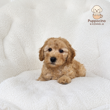 Charger l'image dans la galerie, Max Male Toy/Mini Poodle