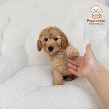 Charger l'image dans la galerie, Max Male Toy/Mini Poodle