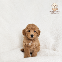 Charger l'image dans la galerie, Miko Male Toy Maltipoo