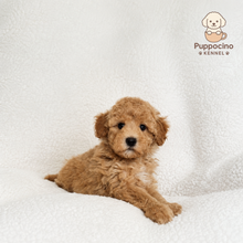 Charger l'image dans la galerie, Miko Male Toy Maltipoo