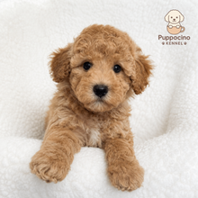 Charger l'image dans la galerie, Miko Male Toy Maltipoo
