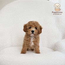 Cargar imagen en el visor de la galería, Mori Male Toy Maltipoo