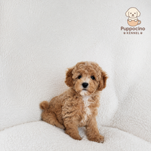 Cargar imagen en el visor de la galería, Mori Male Toy Maltipoo