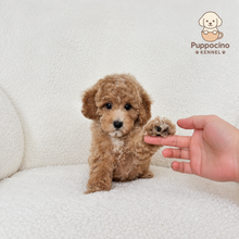 Cargar imagen en el visor de la galería, Mori Male Toy Maltipoo