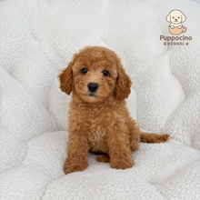 Load image into Gallery viewer, Moy Male Mini Poodle