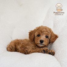 Load image into Gallery viewer, Moy Male Mini Poodle