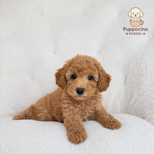 Load image into Gallery viewer, Moy Male Mini Poodle