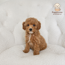 Charger l'image dans la galerie, Nacho Male Mini Poodle