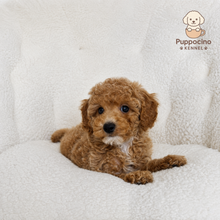 Charger l'image dans la galerie, Nacho Male Mini Poodle