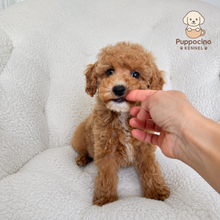Charger l'image dans la galerie, Nacho Male Mini Poodle