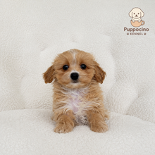 Load image into Gallery viewer, Nala Female Toy Maltipoo