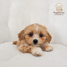 Load image into Gallery viewer, Nala Female Toy Maltipoo