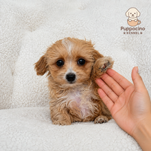 Load image into Gallery viewer, Nala Female Toy Maltipoo