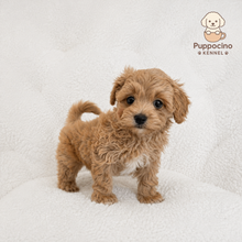 Cargar imagen en el visor de la galería, Nash Male Toy Maltipoo