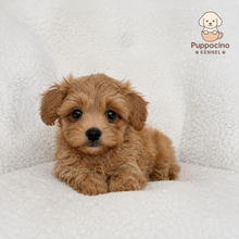 Cargar imagen en el visor de la galería, Nash Male Toy Maltipoo