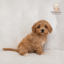 Cargar imagen en el visor de la galería, Nash Male Toy Maltipoo