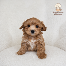 Cargar imagen en el visor de la galería, Neo Male Toy Maltipoo
