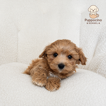 Cargar imagen en el visor de la galería, Neo Male Toy Maltipoo