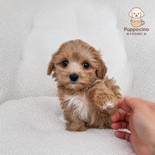 Cargar imagen en el visor de la galería, Neo Male Toy Maltipoo