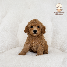 Cargar imagen en el visor de la galería, Pancho Male Toy/Mini Poodle
