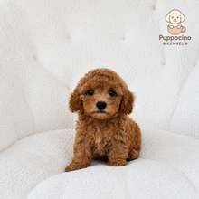 Cargar imagen en el visor de la galería, Pancho Male Toy/Mini Poodle