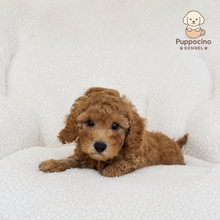 Cargar imagen en el visor de la galería, Pancho Male Toy/Mini Poodle