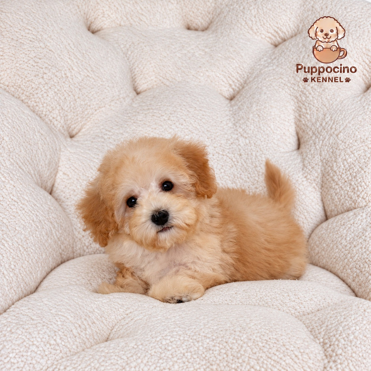 Peanut Male Toy Bichonpoo