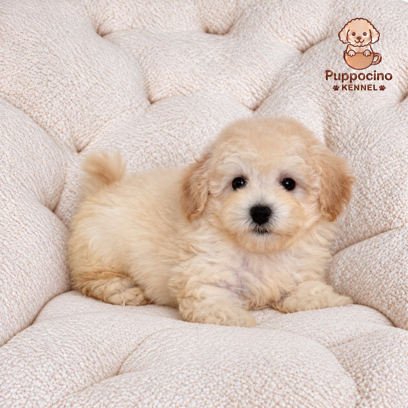 Penny Female Toy Bichonpoo