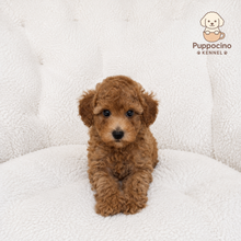 Cargar imagen en el visor de la galería, Pepe Male Toy/Mini Poodle