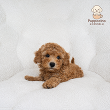 Cargar imagen en el visor de la galería, Pepe Male Toy/Mini Poodle