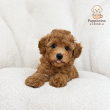 Cargar imagen en el visor de la galería, Pepe Male Toy/Mini Poodle