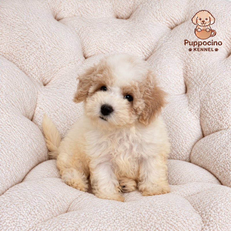 Pixie Female Toy Bichonpoo