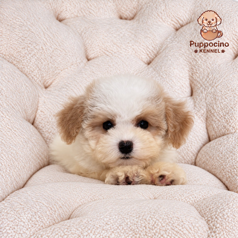 Posie Female Toy Bichonpoo