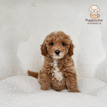 Load image into Gallery viewer, Rune Male Mini Poodle
