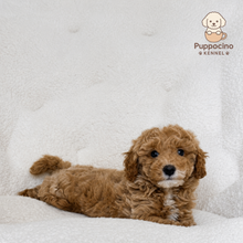 Load image into Gallery viewer, Rune Male Mini Poodle
